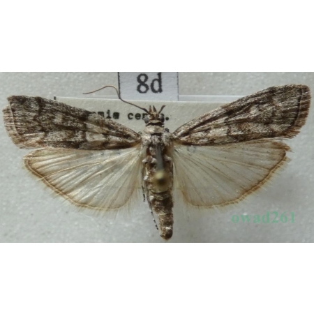Dioryctria simplicella Heinemann, 1863 Szyszeń sosnowy, omacnica sosnowa Czech8d